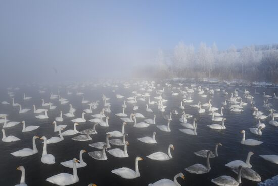 Russia Nature Reserve Swans