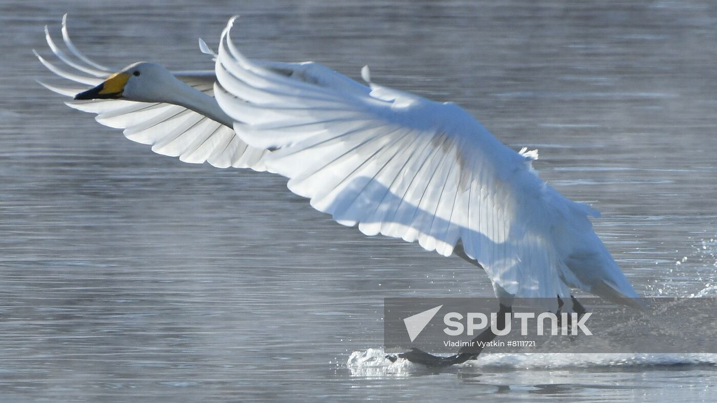 Russia Nature Reserve Swans