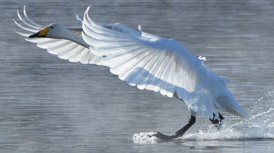 Russia Nature Reserve Swans