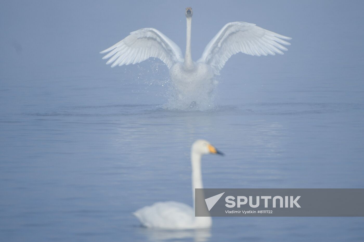 Russia Nature Reserve Swans