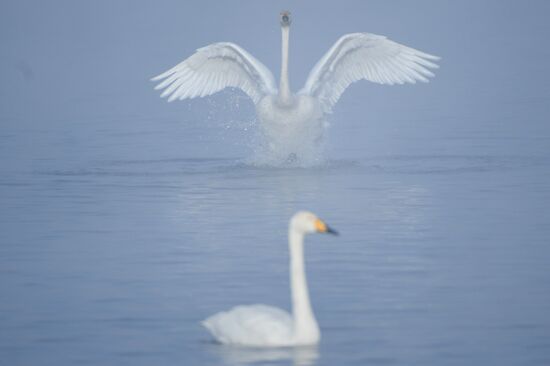Russia Nature Reserve Swans