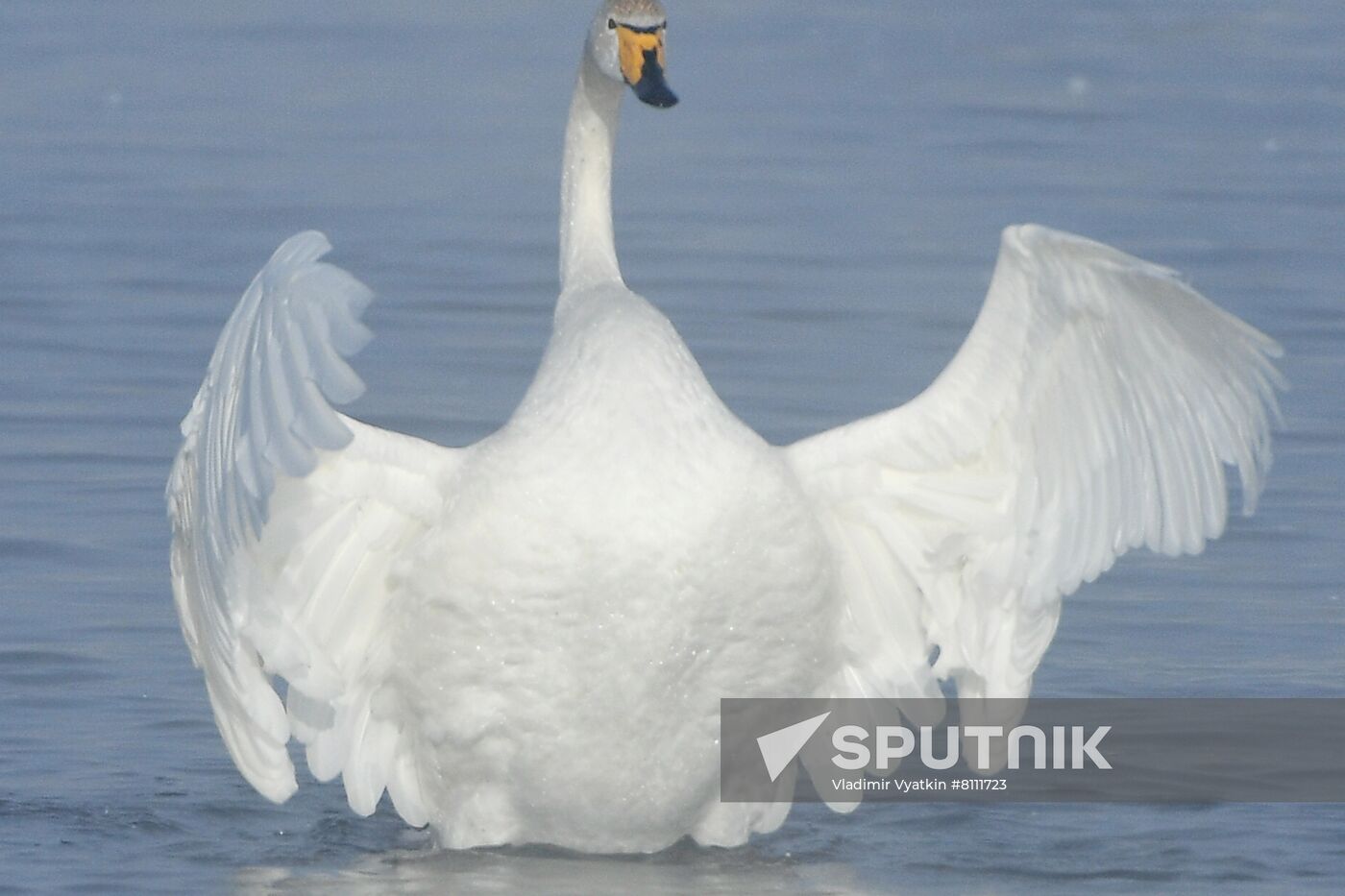 Russia Nature Reserve Swans