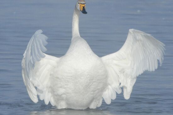 Russia Nature Reserve Swans