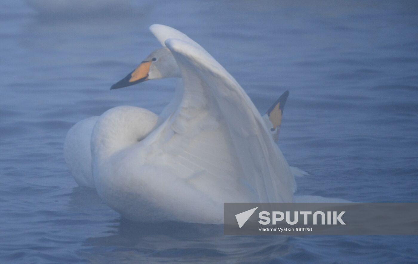 Russia Nature Reserve Swans