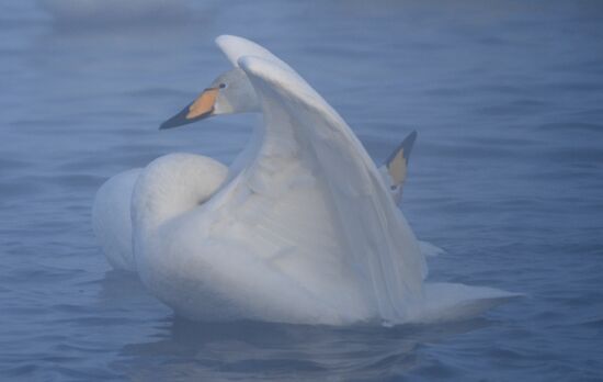 Russia Nature Reserve Swans