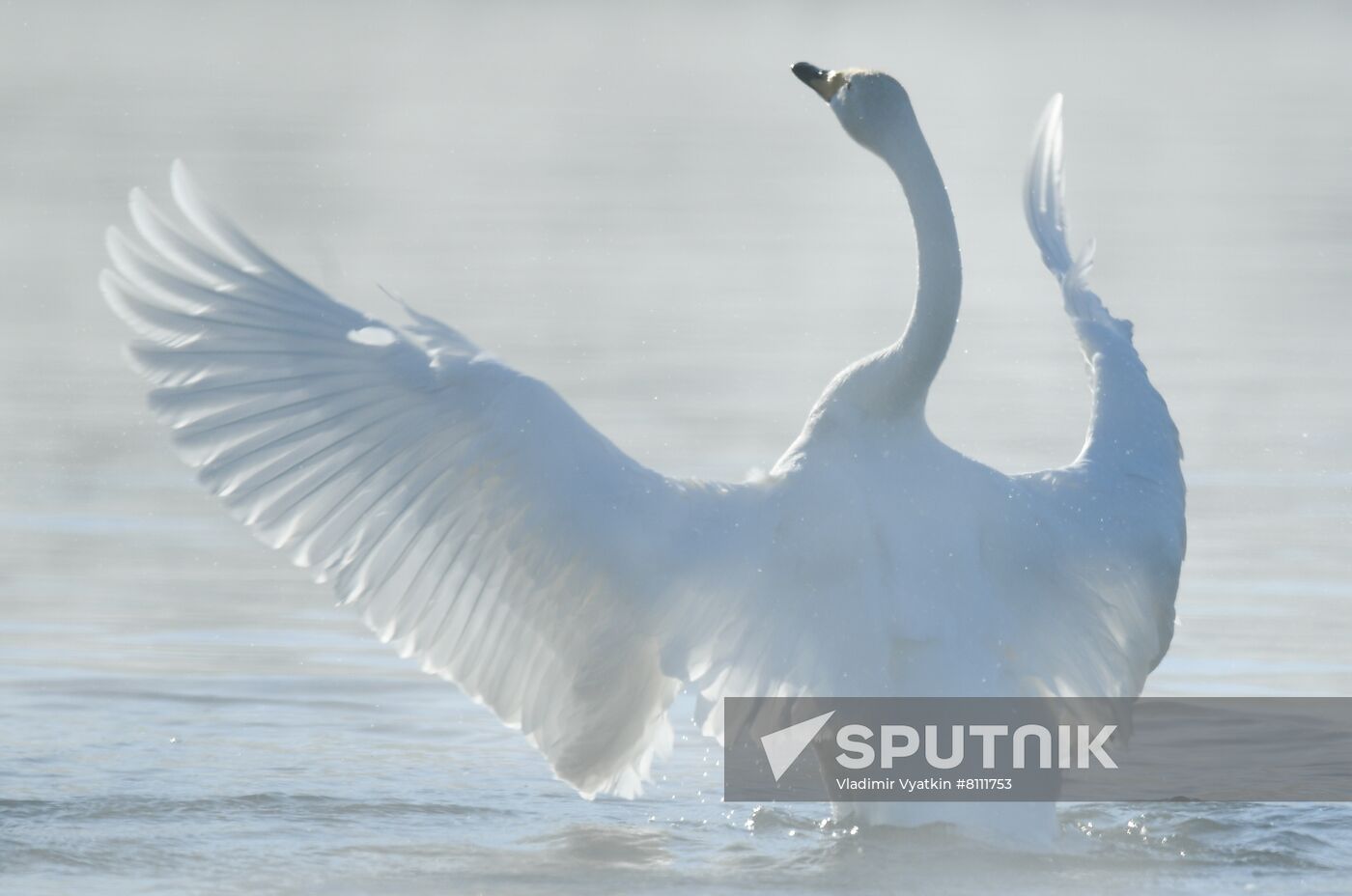 Russia Nature Reserve Swans