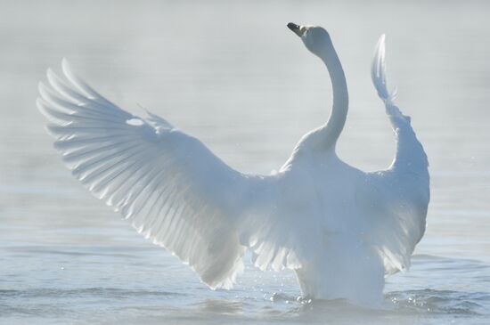 Russia Nature Reserve Swans