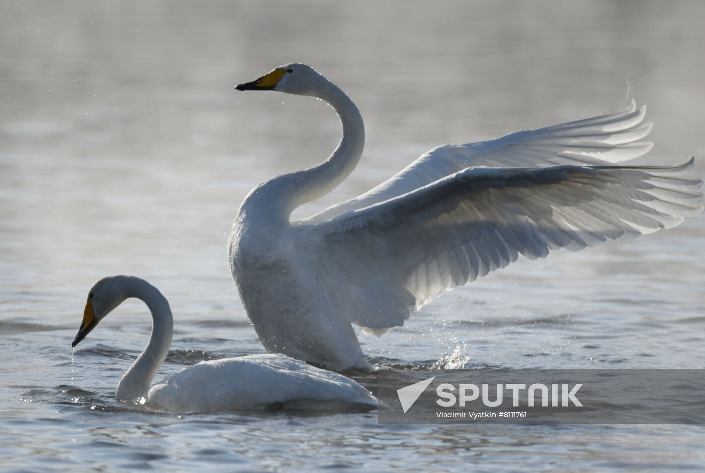 Russia Nature Reserve Swans