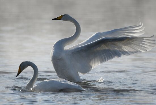 Russia Nature Reserve Swans