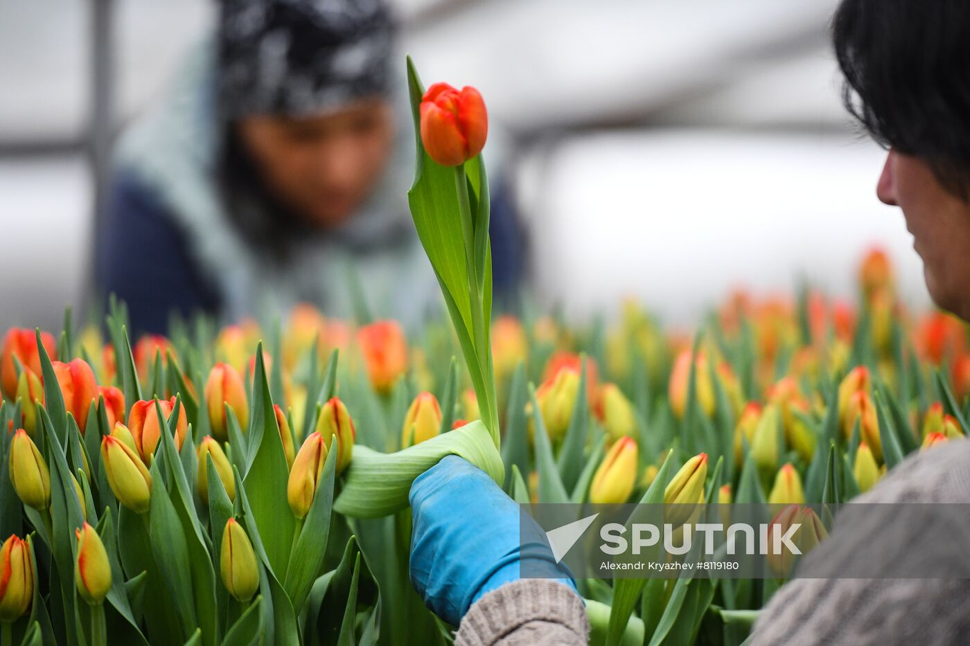 Russia Agriculture Gardening