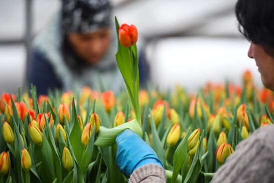 Russia Agriculture Gardening