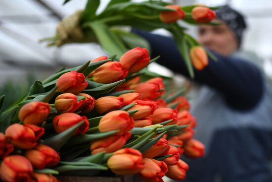 Russia Agriculture Gardening