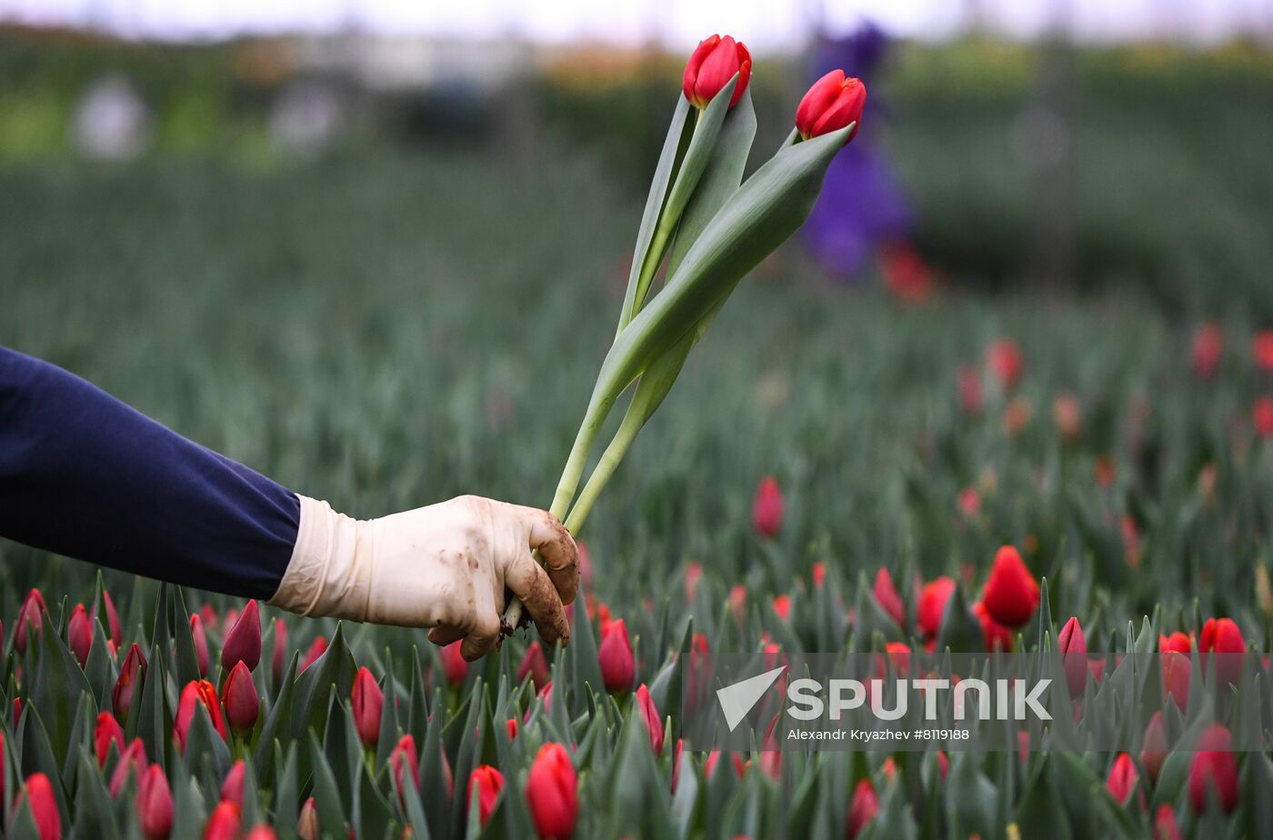 Russia Agriculture Gardening