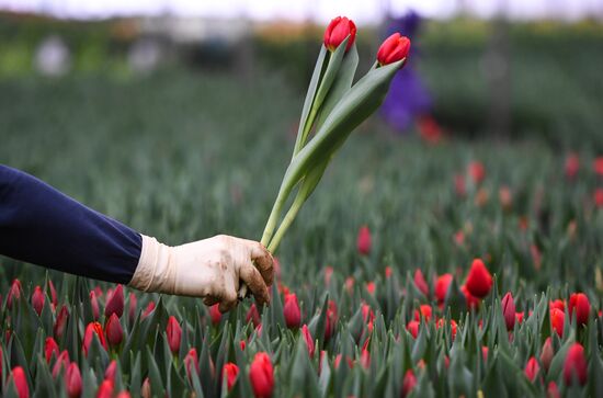 Russia Agriculture Gardening