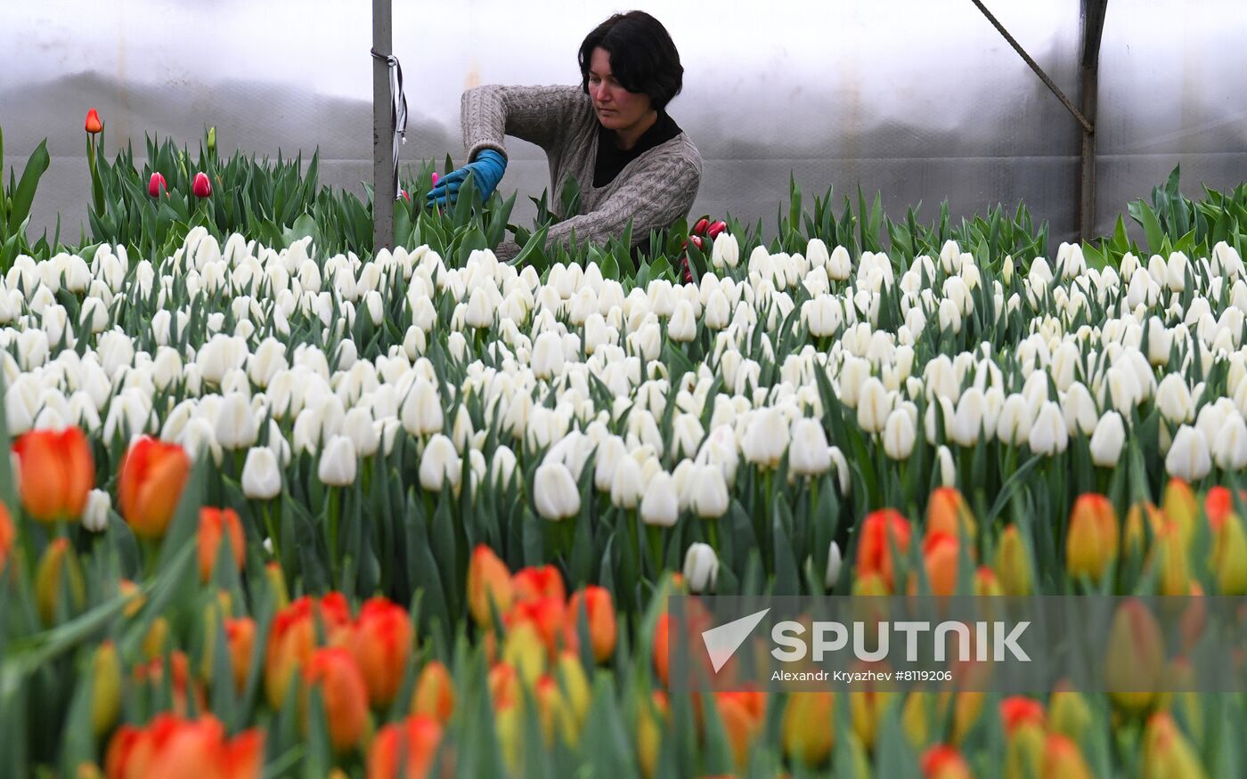 Russia Agriculture Gardening