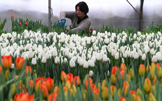 Russia Agriculture Gardening