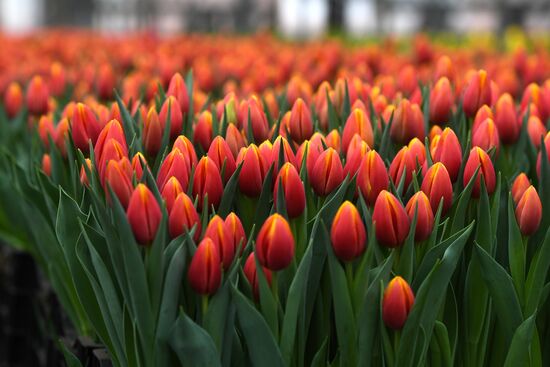 Russia Agriculture Gardening