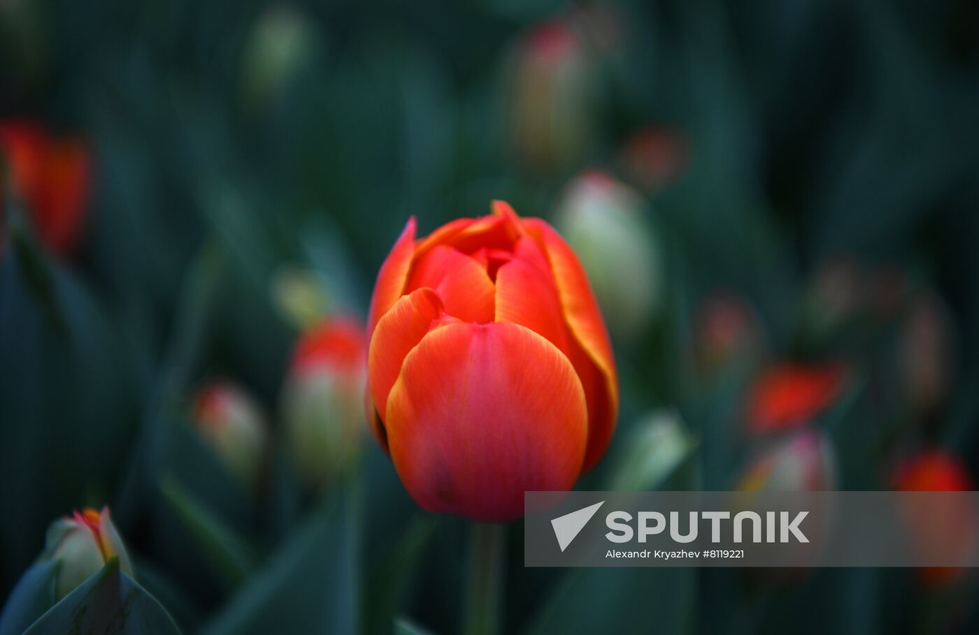 Russia Agriculture Gardening