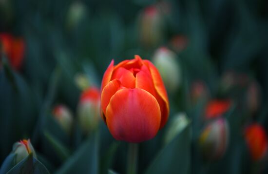 Russia Agriculture Gardening