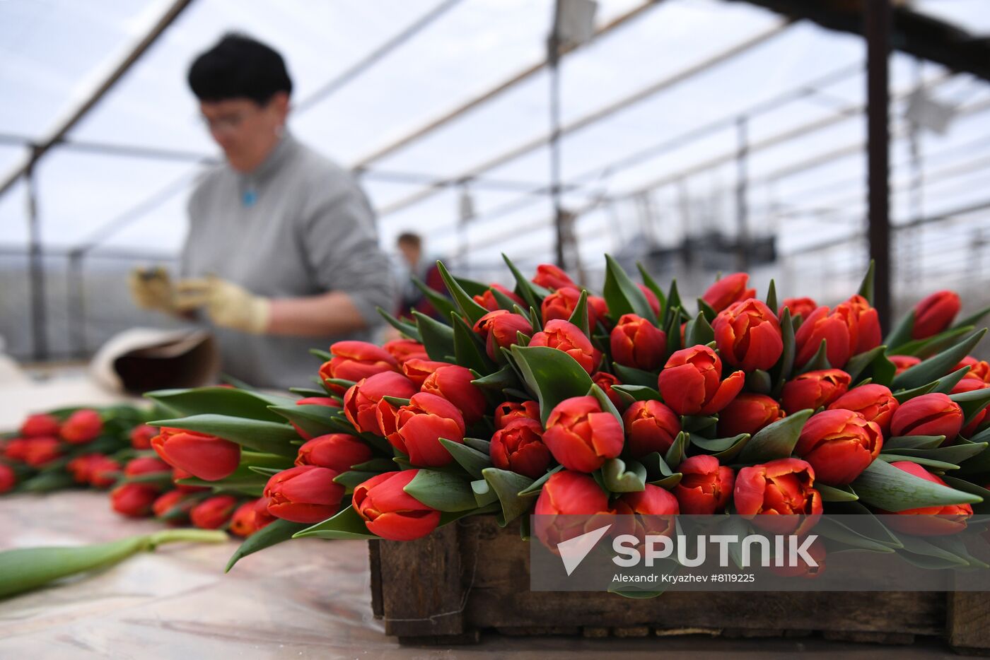 Russia Agriculture Gardening