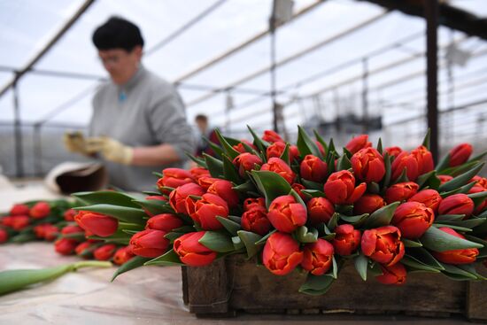 Russia Agriculture Gardening