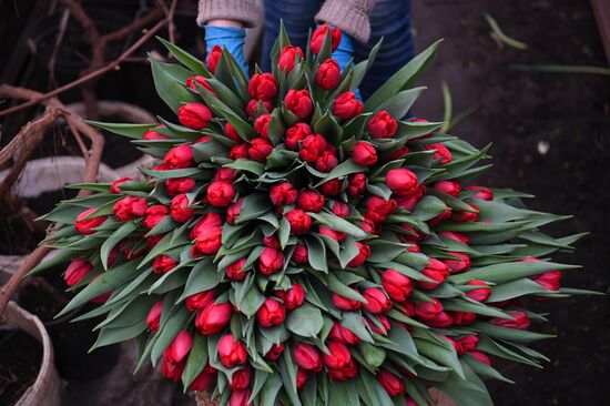 Russia Agriculture Gardening