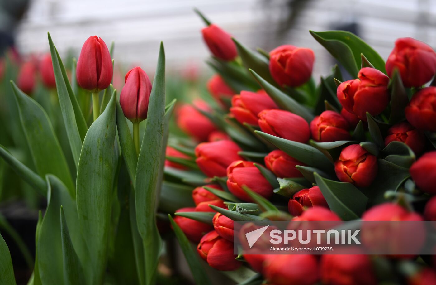 Russia Agriculture Gardening