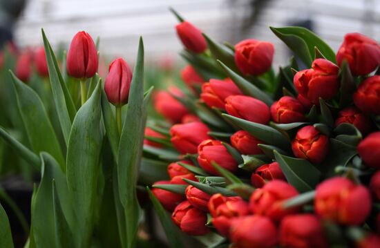 Russia Agriculture Gardening