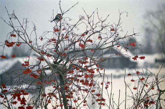 Rural winter landscape