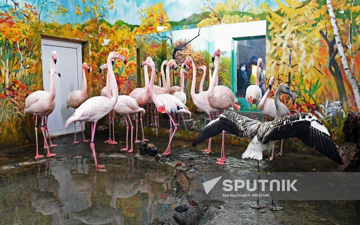Russia Zoo