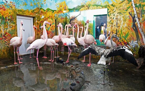 Russia Zoo