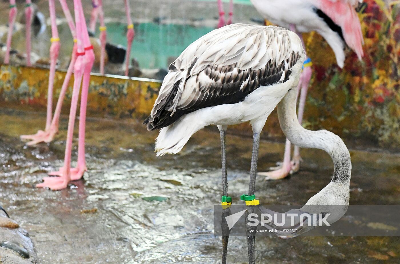 Russia Zoo