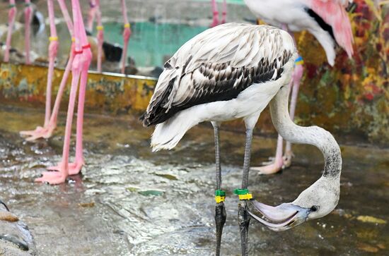 Russia Zoo