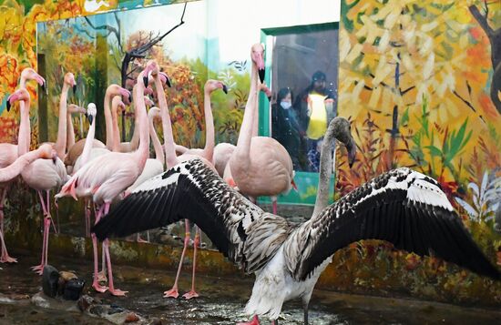 Russia Zoo