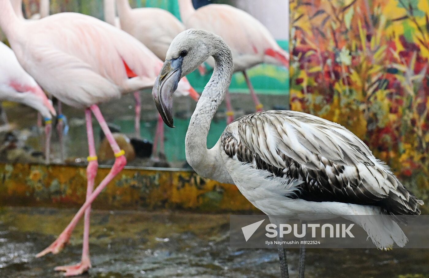 Russia Zoo
