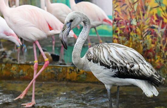 Russia Zoo