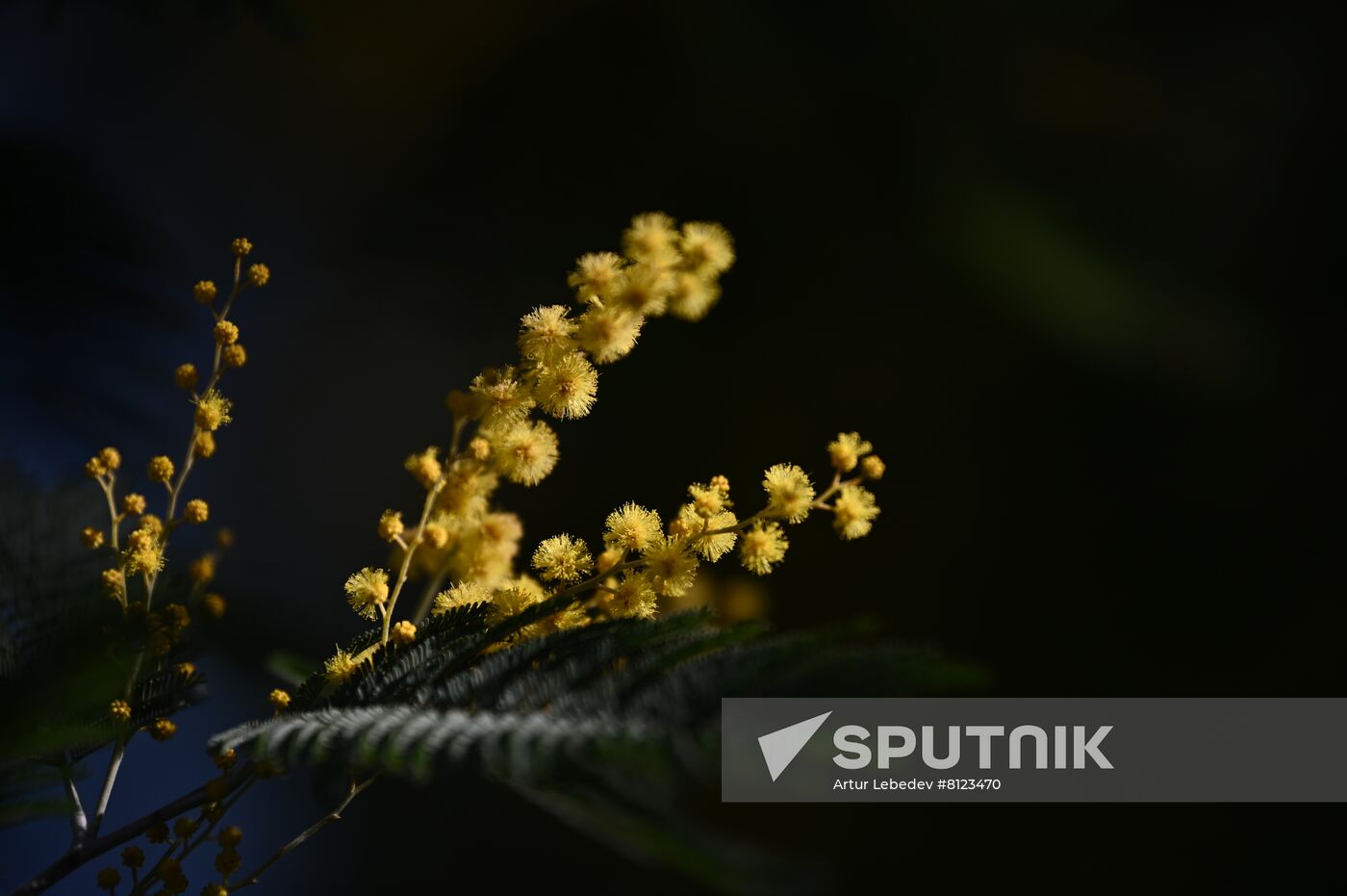 Russia Mimosa