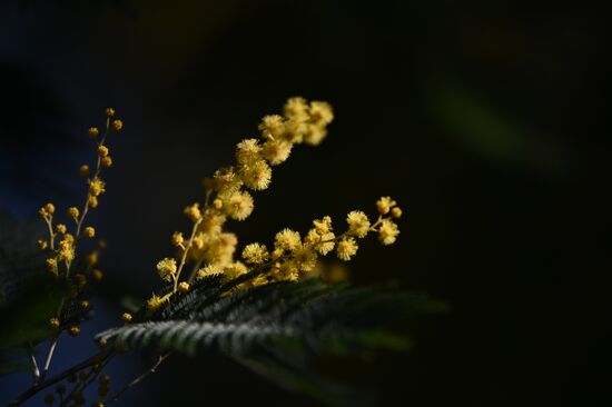 Russia Mimosa