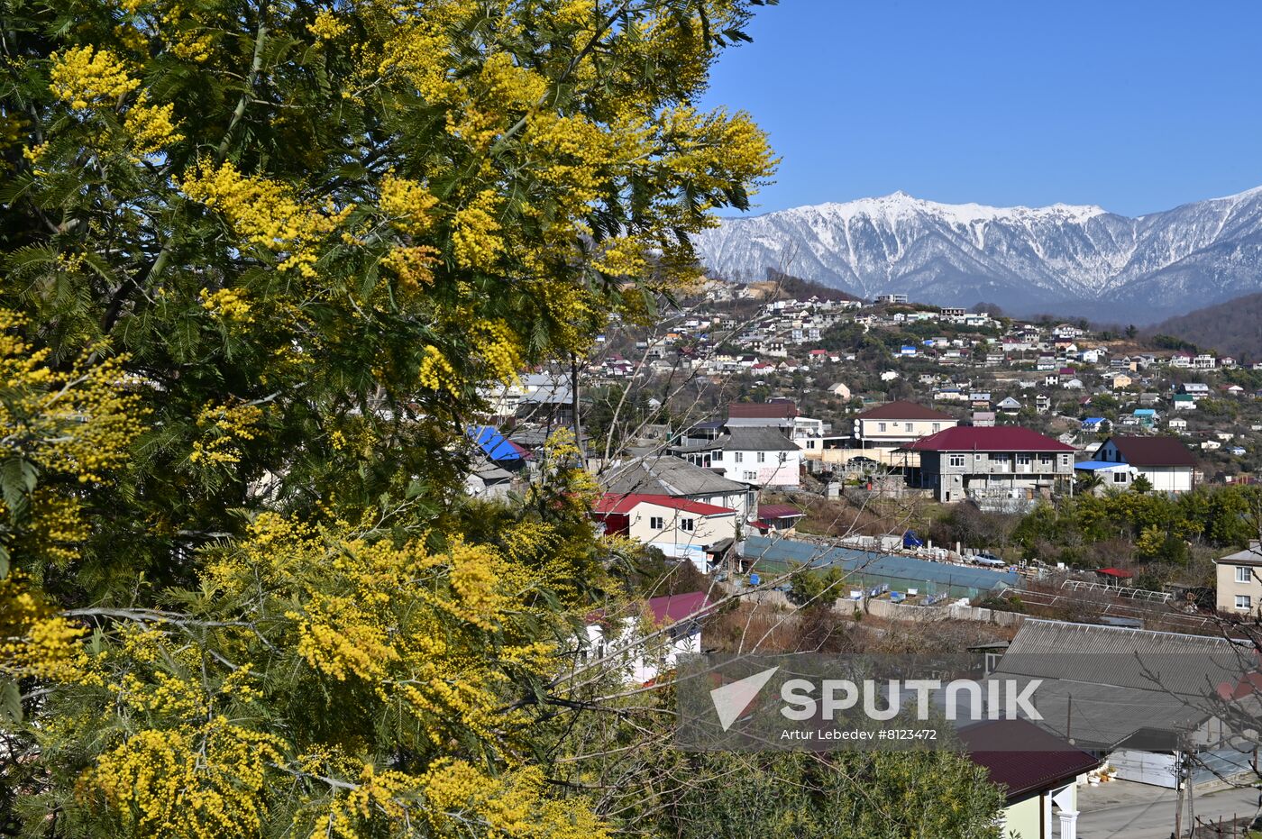 Russia Mimosa