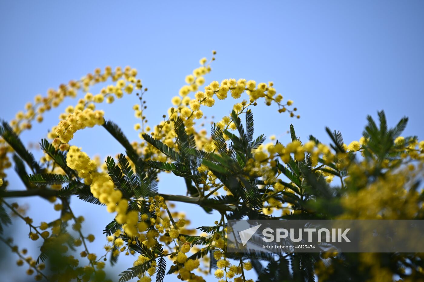 Russia Mimosa
