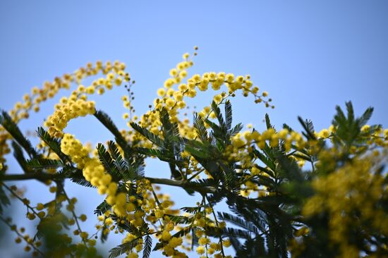Russia Mimosa