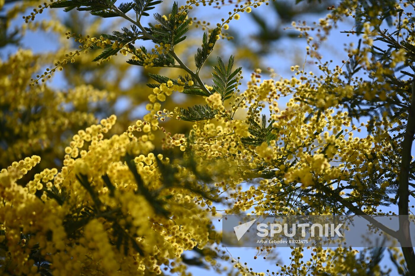 Russia Mimosa