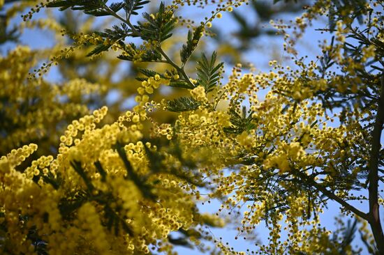 Russia Mimosa
