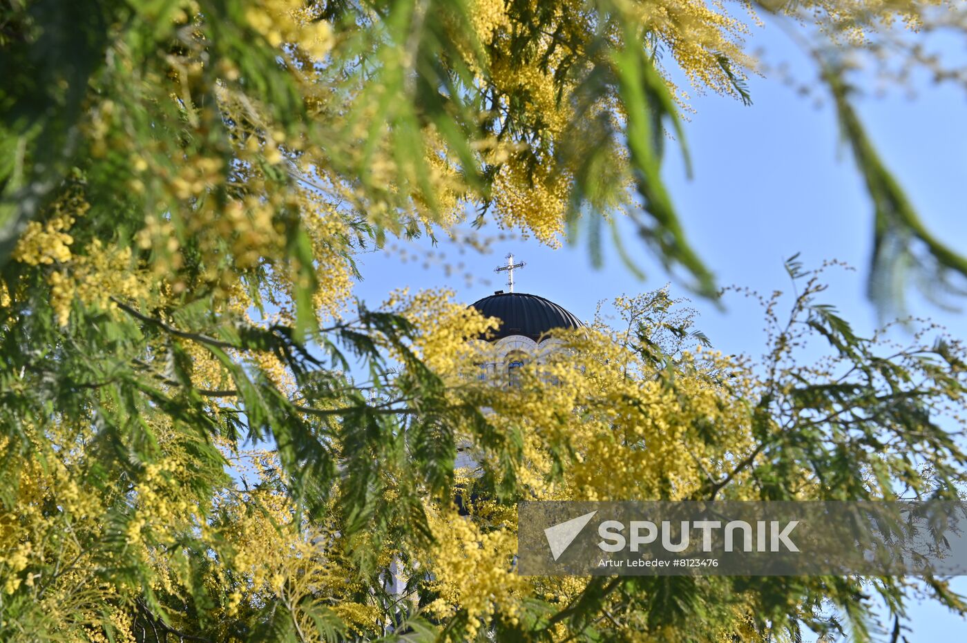Russia Mimosa