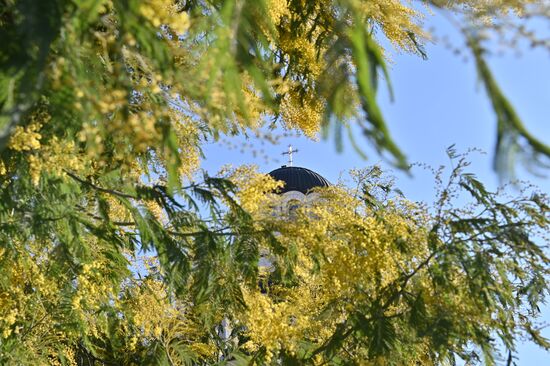 Russia Mimosa