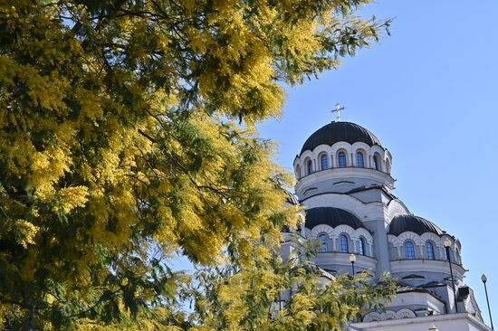 Russia Mimosa