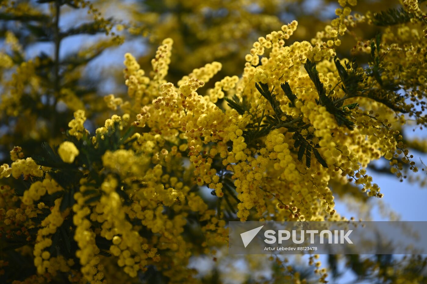 Russia Mimosa