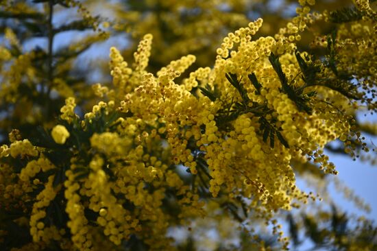 Russia Mimosa