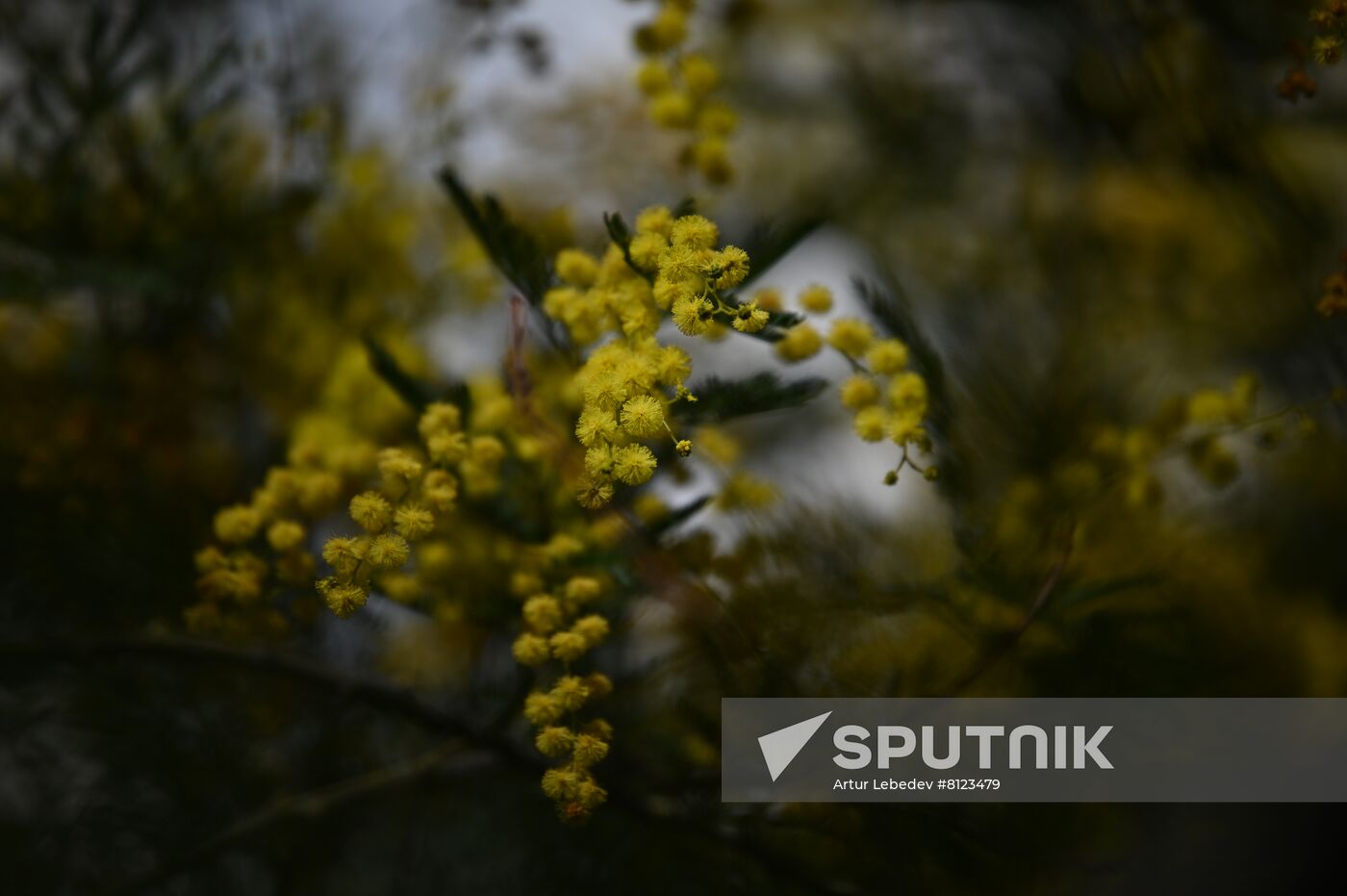 Russia Mimosa