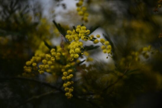 Russia Mimosa
